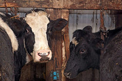 Medium_dairy_cows_in_north_dakota_standard