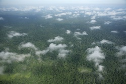 Medium_prey_lang_forest_aerial