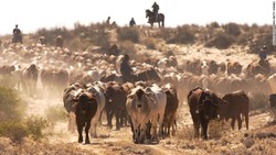 Medium_australia-cattle-780x439