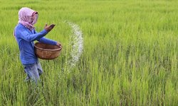 Medium_cambodia_farmer