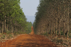 Medium_o-rubber-trees-cambodia-570