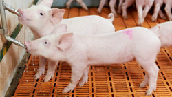 Medium_danish-investment-firm-breaks-ground-in-chinese-pig-breeding-project_strict_xxl