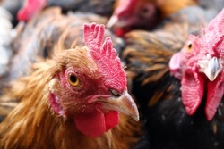 Medium_cargill-enters-polish-protein-market-with-poultry-acquisition_wrbm_large