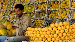 Medium_2011_0707_pakistan_mangoes_m