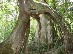 Medium_arched_tree_in_mabira_forest