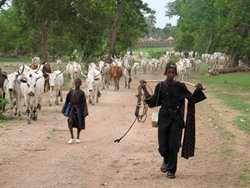 Medium_fulani-herd-migration