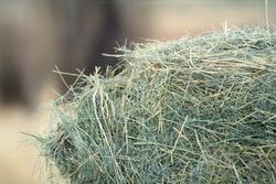 Medium_hay-bale-alfalfa-20230815