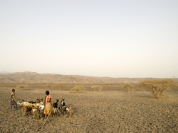 Medium_herding-goats-in-ethiopia