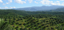 Medium_oil-palm-plantation