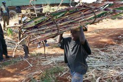 Medium_a-boy-carries-sugarcane-from-a-plantion-to-a-factory-in-jinja