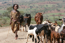 Medium_501016 ethiopia_pastoralist