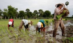 Medium_rice-farmers-near-phnom-p-008