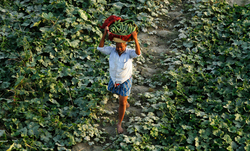 Medium_10_india_farmer_afp_670