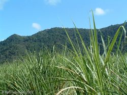 Medium_sugar-cane-field