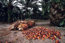 Medium_gmed-palm-oil-products-4