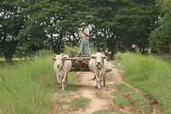 Medium_burmese-farmer-heading-home-after-a-day-in-the-fields