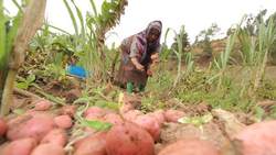 Medium_tanzania-harvesting-potatoes-660x373