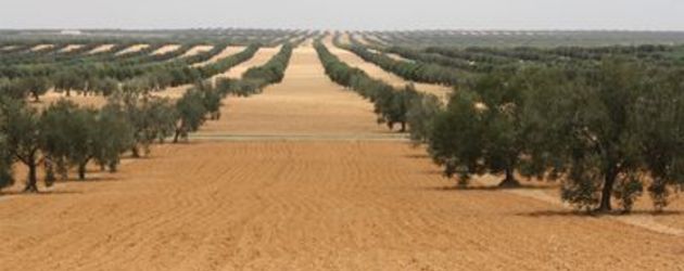 Tunisie: Pour un mécanisme de partenariat investisseurs-conglomérats agricoles de l'OTD 