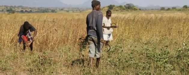Land grab guidelines provide little aid to farmers 