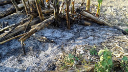 Medium_cultivos-destruidos-valle-polochic-guatemala_ediima20130422_0026_4