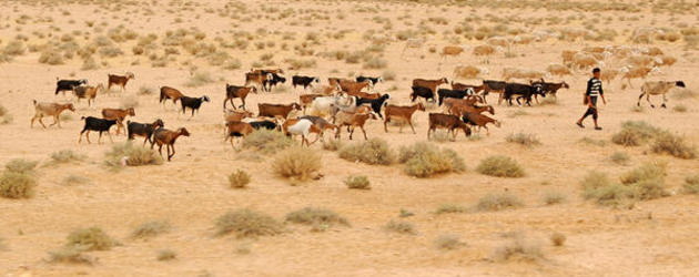El gran acaparamiento de tierras del G8 