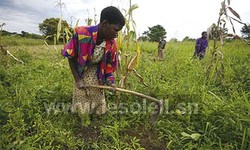 Medium_afrique agriculture