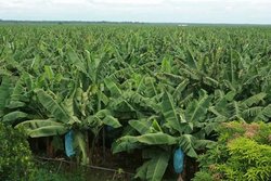 Medium_banana plantation