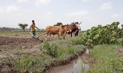Medium_farmer-in-ethiopia-007