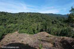 Medium_deforestation-sumatra