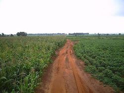 Medium_kaboji-farm-nigeria