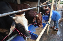 Medium_indonesia-cattle