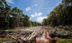 Medium_indonesia-deforestation-5