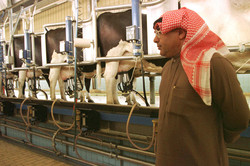 Medium_saudi-milkproduction