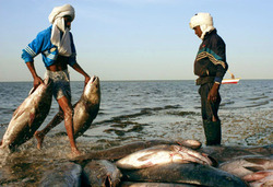 Medium_mauritania_fishing
