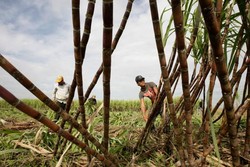Medium_local-farmers-cut-sugar-cane-at-chea-khlang-communes-field-in-prey-veng-cambodia-on-september-1-2012