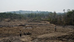 Medium_villagers-walk-through-recently-cleared-forest-inside-a-hagl-rubber-plantation-in-2013