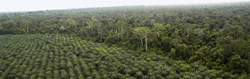Medium_oil-palm-plantation