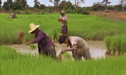 Medium_cambodia-villagers-harves-008
