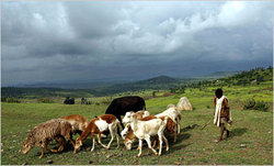 Medium_ethiopia agriculture