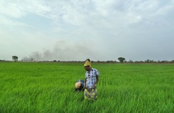 Medium_alamoudi-rice-farm