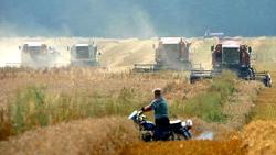 Medium_belarus-agriculture-wheat-harvest