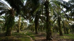 Medium_palm_oil_sumatra_indonesia