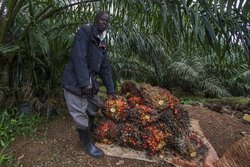 Medium_afp-ugandas-farmers-battle-palm-oil-goliaths-for-land