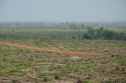 Medium_liberia-scene-cleared-land1