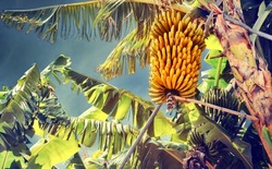 Medium_banana-plantation