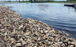 Medium_rio-pasion-dead-fish-palm-pollution