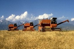 Medium_kazakhstan_wheat_harvest