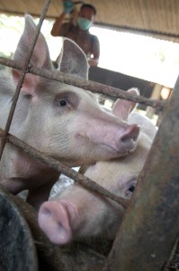 Goldman Sachs has invested in pig farms in China (Photo: Jefri Aries/IRIN)
