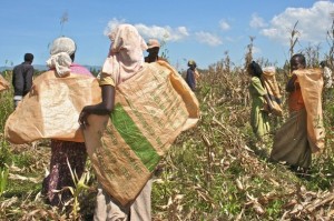 Razack Munboadan (C), senior manager with Karuturi, an Indian company with four commercial farms in Ethiopia, supervises workers at Karuturi's farm in Bako, central Ethiopia November 6, 2009. (Reuters)