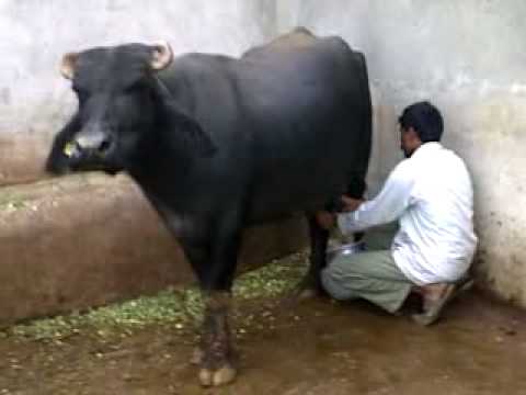 pakistan_cow.jpg